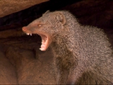Av-1601-1800: Mongoose Don't Care