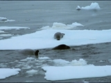 Av-1601-1800: Killer Whales on the Attack