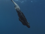 Av-1601-1800: Swimming Lizards